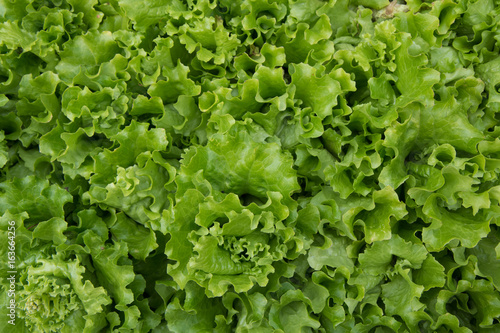 Macro shot of leaves of green lettuce