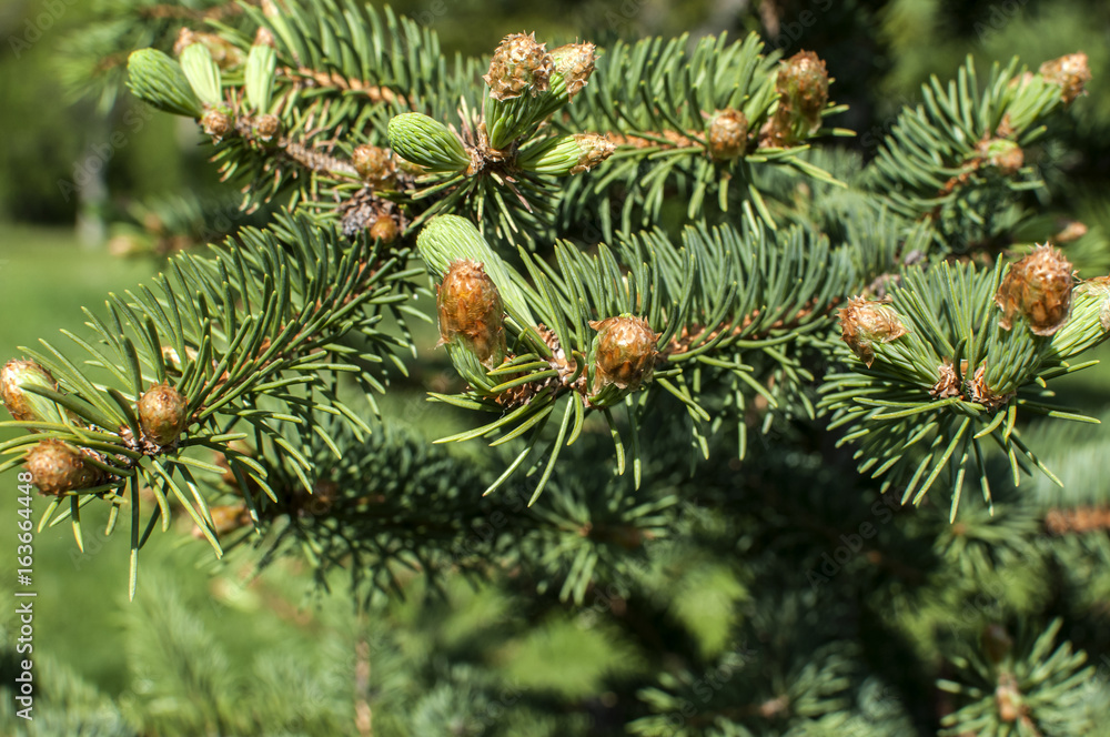 New fresh foliage of Abies concolor white fir closeup New fresh foliage of Abies concolor white fir closeup
