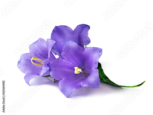 Three blue bell flowers isolated. Beautiful violet bell flowers on white background. photo