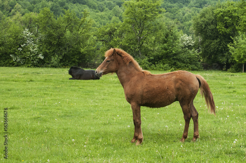 Young bay colt horse on countryside green grass meadow