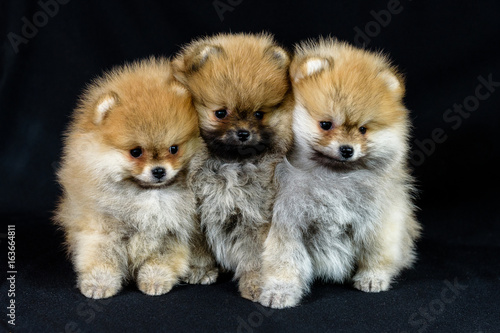 three puppies pomeranian spitz sitting on black background