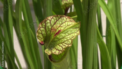 carnivorous plant