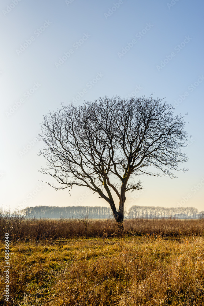 Silhouette of a bare tree with erratic shaped branches in the foreground in a rural area Silhouette of a bare tree with erratic shaped branches in the foreground in a rural area