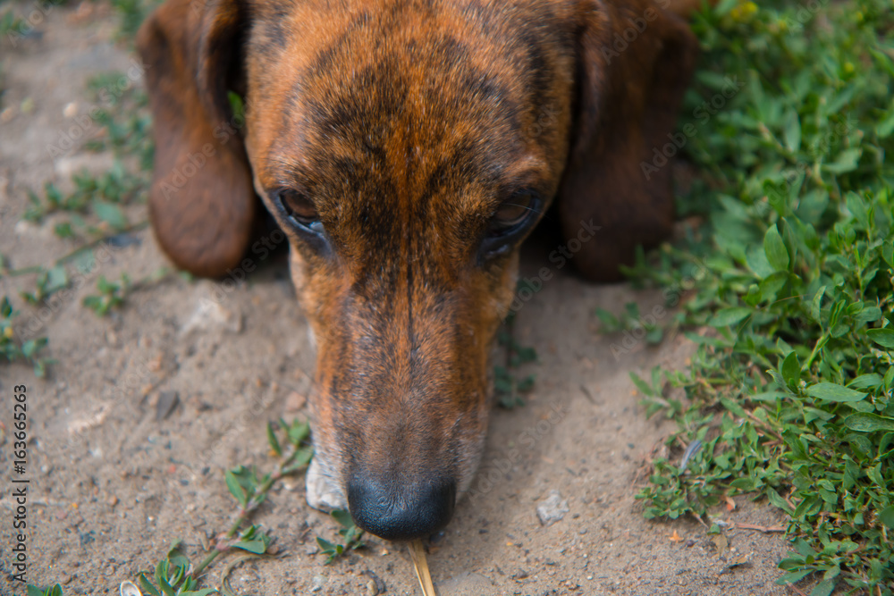 Muzzle of a dull dachshund