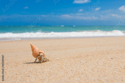 Hermit Crab running on the brown sand beach with little wave background