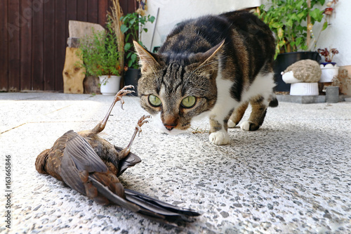 Fototapeta Naklejka Na Ścianę i Meble -  Eine Katze hat einen Vogel gefangen