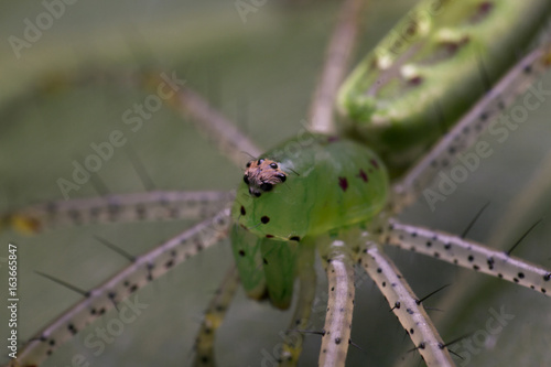 Peucetia Viridans aka Green Lynx Spider photo