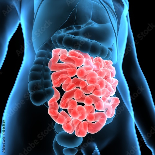 Wallpaper Mural 3D Illustration of Human Digestive System Anatomy (Stomach with Small Intestine) Torontodigital.ca