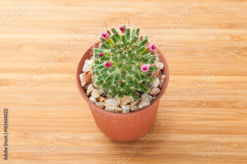 Cactus in the pot. © toptop28