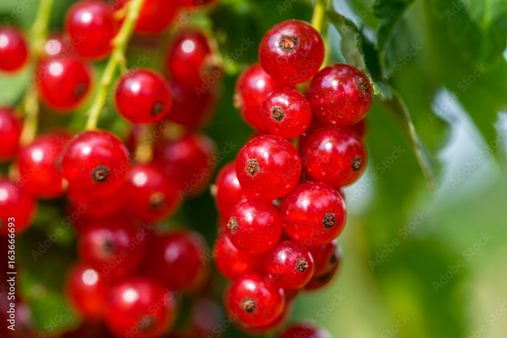 Red Currant Red Currant