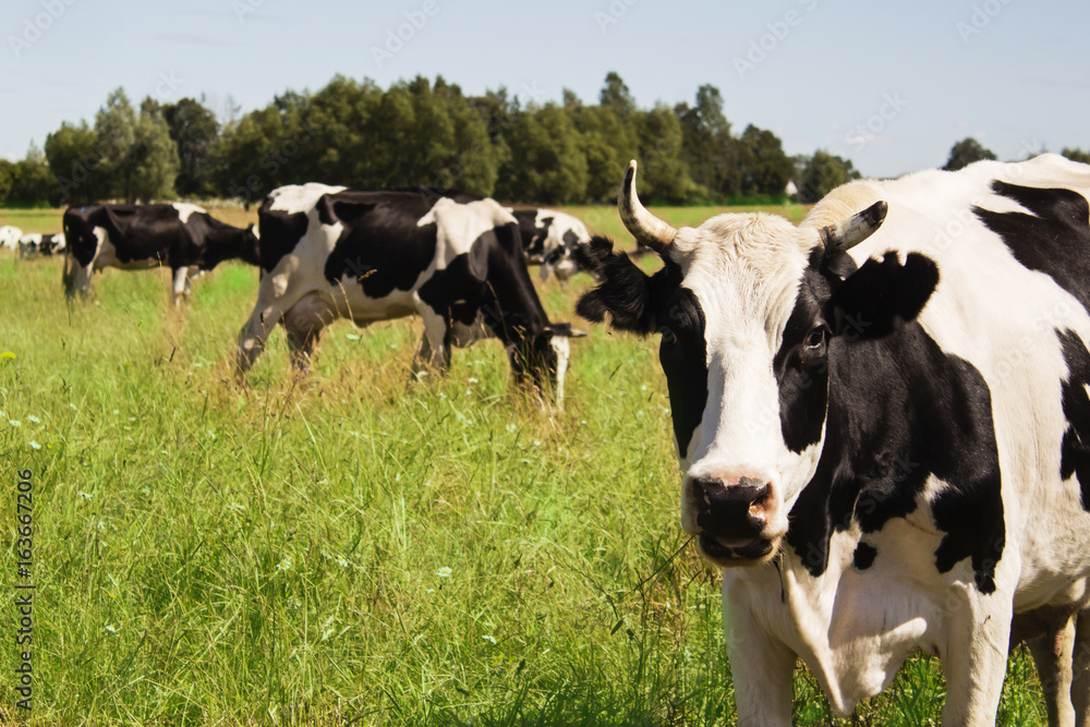 Funny cow on a green meadow