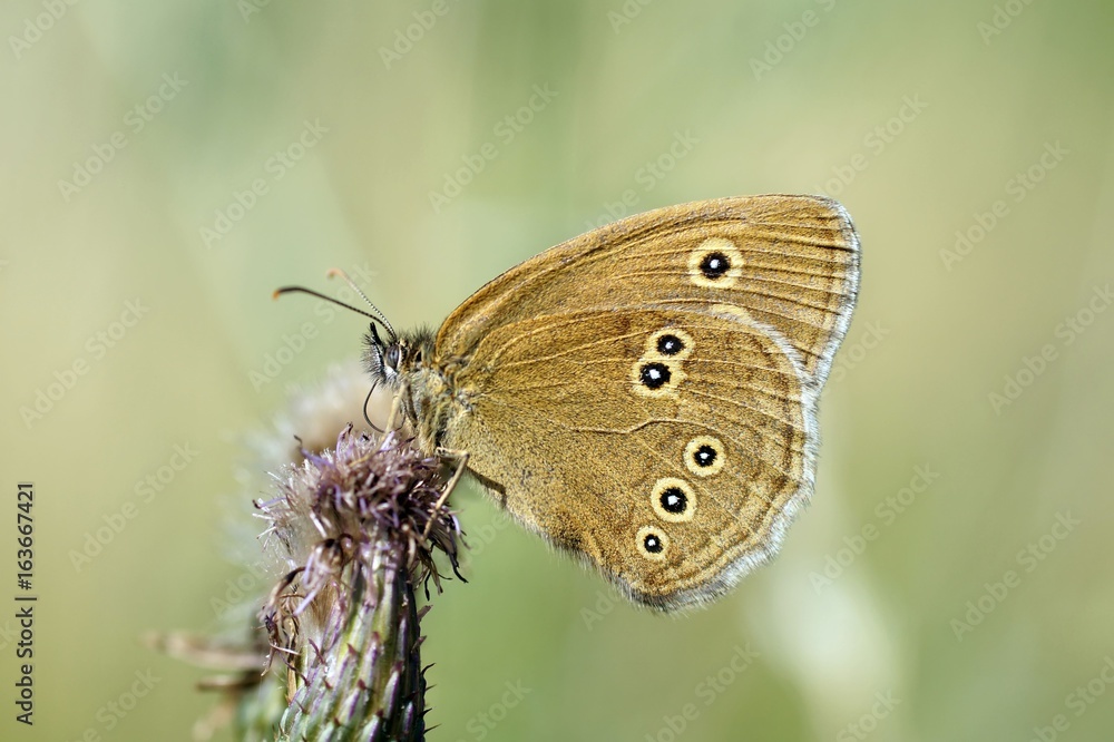 Obraz premium Brauner Waldvogel (Aphantopus hyperantus)
