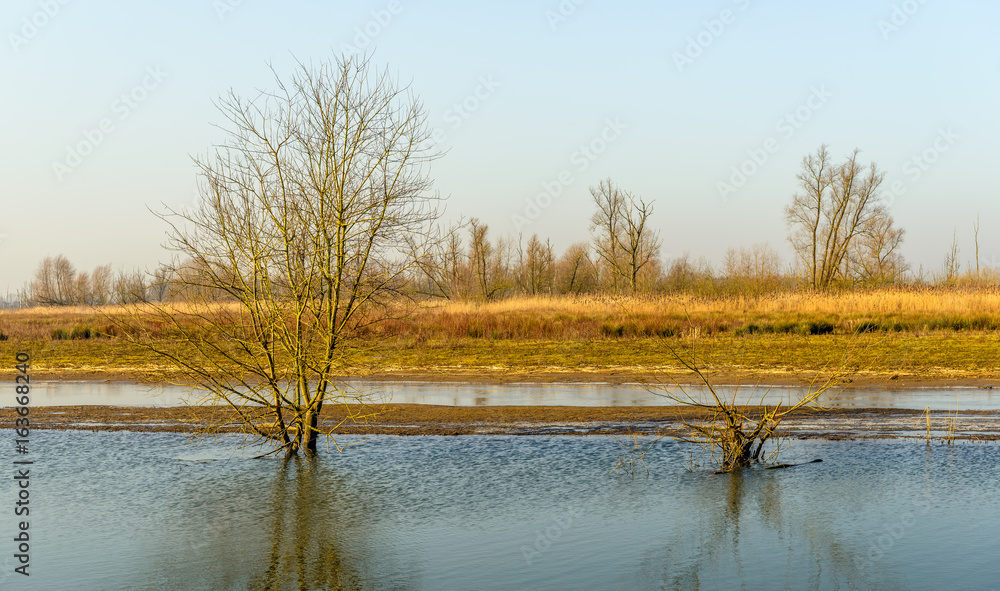 Reflected bare trees in a rippled water surface Reflected bare trees in a rippled water surface