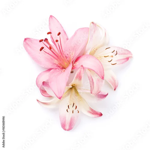 Naklejka na ścianę Kolorowe kwiaty lilii