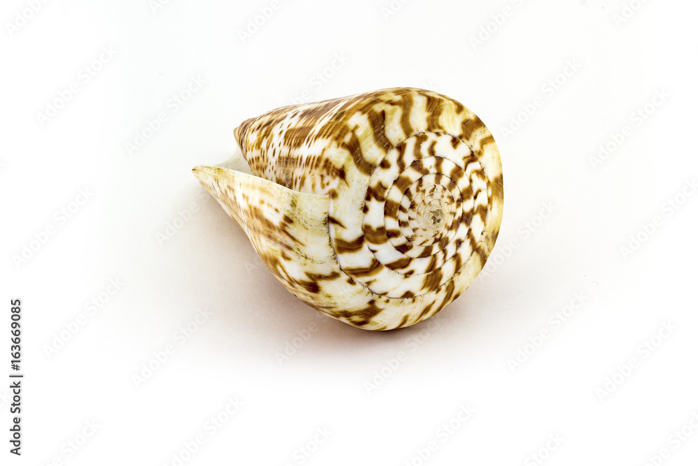 Beautiful sea shell,Pulcher Conus, isolated on white background For posters, sites, business cards, postcards, interior design, labels and stickers. Beautiful sea shell,Pulcher Conus, isolated on white background For posters, sites, business cards, postcards, interior design, labels and stickers.