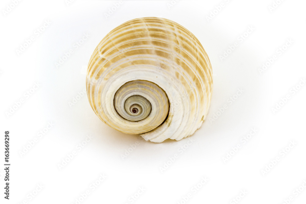 Beautiful sea shell,Galea Tonna, isolated on white background For posters, sites, business cards, postcards, interior design, labels and stickers. Beautiful sea shell,Galea Tonna, isolated on white background For posters, sites, business cards, postcards, interior design, labels and stickers.