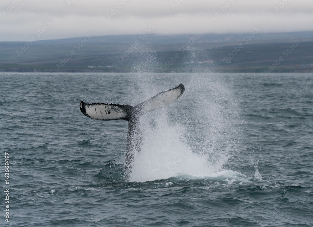 Fototapeta premium humpback whale TAIL