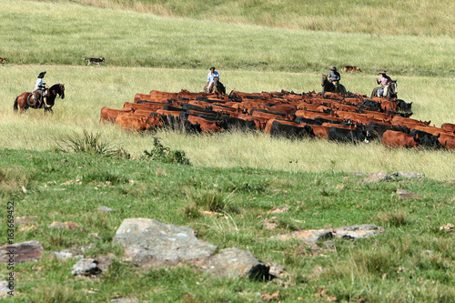 Fazenda de gado photo