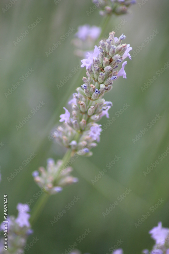 lavende2