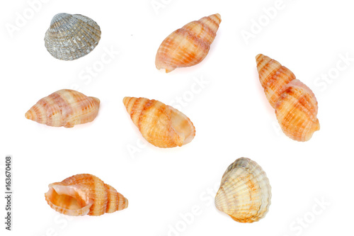 Wallpaper Mural Seashells  isolated on white background. top view Torontodigital.ca