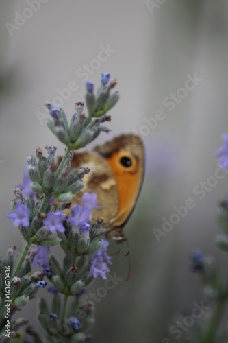 papillon2