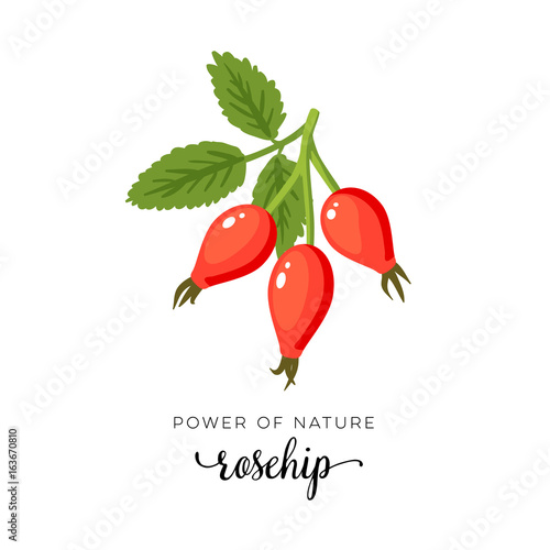 Red rosehip berry flat icon with inscription colorful vector illustration of eco food isolated on white.