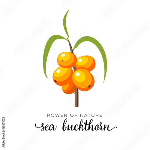 Orange sea buckthorn berry flat icon with inscription colorful vector illustration of eco food isolated on white.