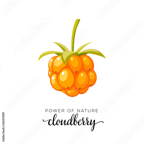 Orange cloudberry berry flat icon with inscription colorful vector illustration of eco food isolated on white.