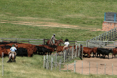 Fazenda de gado photo