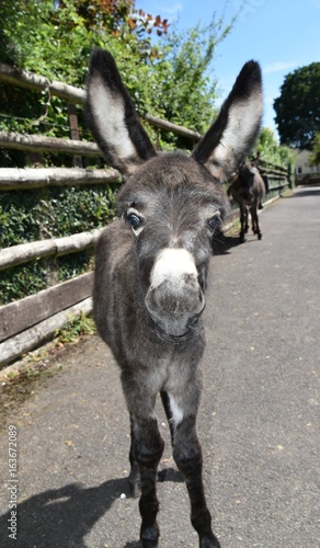 Donkey Foal and Mother New Forest National Park Hampshire UK