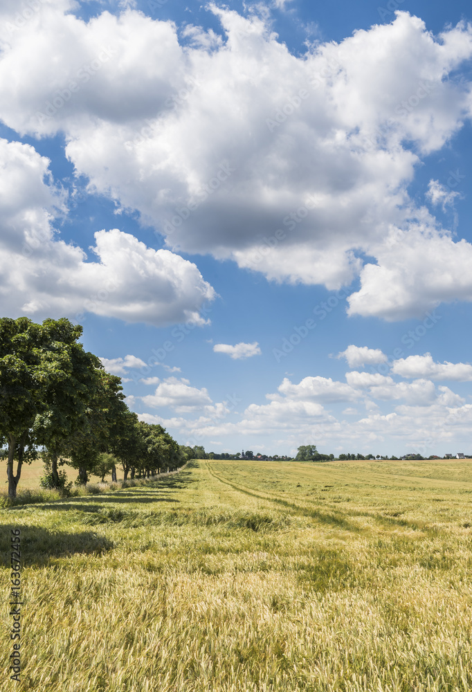 Obraz premium Grainfield with Trees Germany