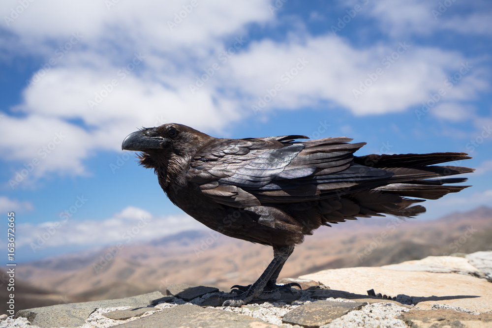 Fototapeta premium crow on fuerteventura