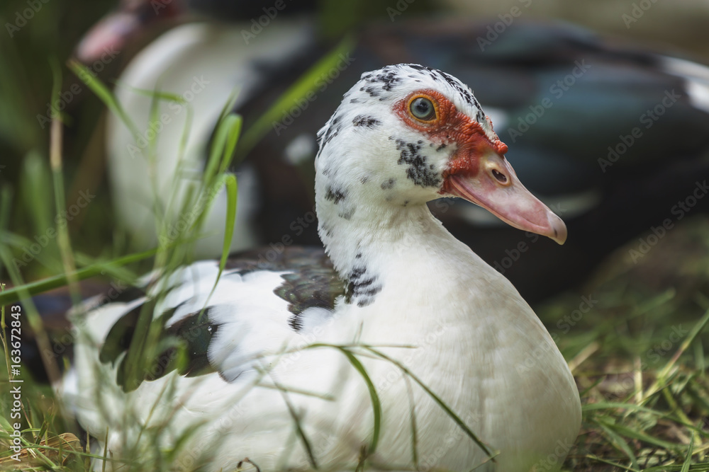 close-up shot of the white ducks lay on the green grass background.