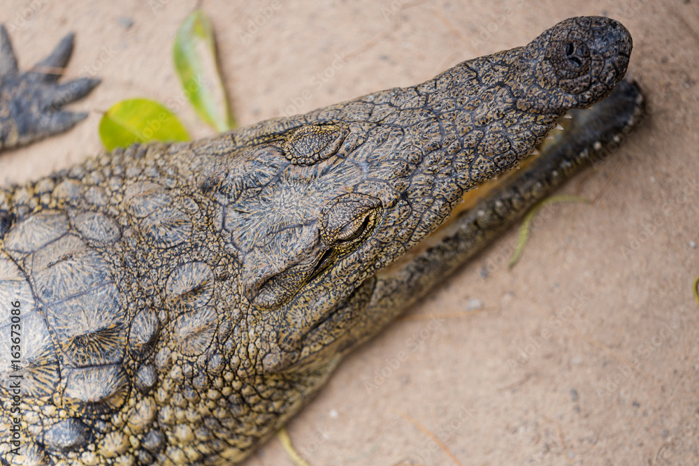 Fototapeta premium crocodile