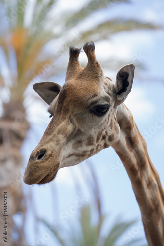 Canvas Print giraffe