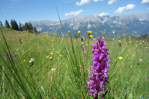 Fototapeta Naklejka Na Ścianę i Meble -  Almwiese