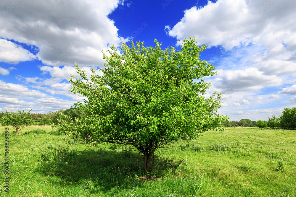 one green tree in the foreground in the field and blue sky with clouds sunny day, beautiful rural landscape one green tree in the foreground in the field and blue sky with clouds sunny day, beautiful rural landscape