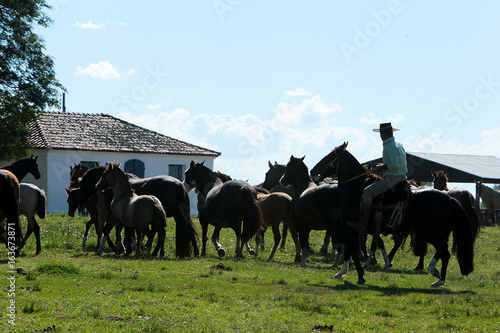 Wallpaper Mural Fazenda de gado Torontodigital.ca