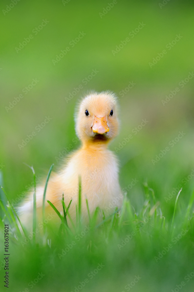 Two little duckling on green grass Two little duckling on green grass
