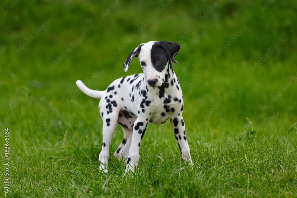 Dalmatian dog outdoors in summer