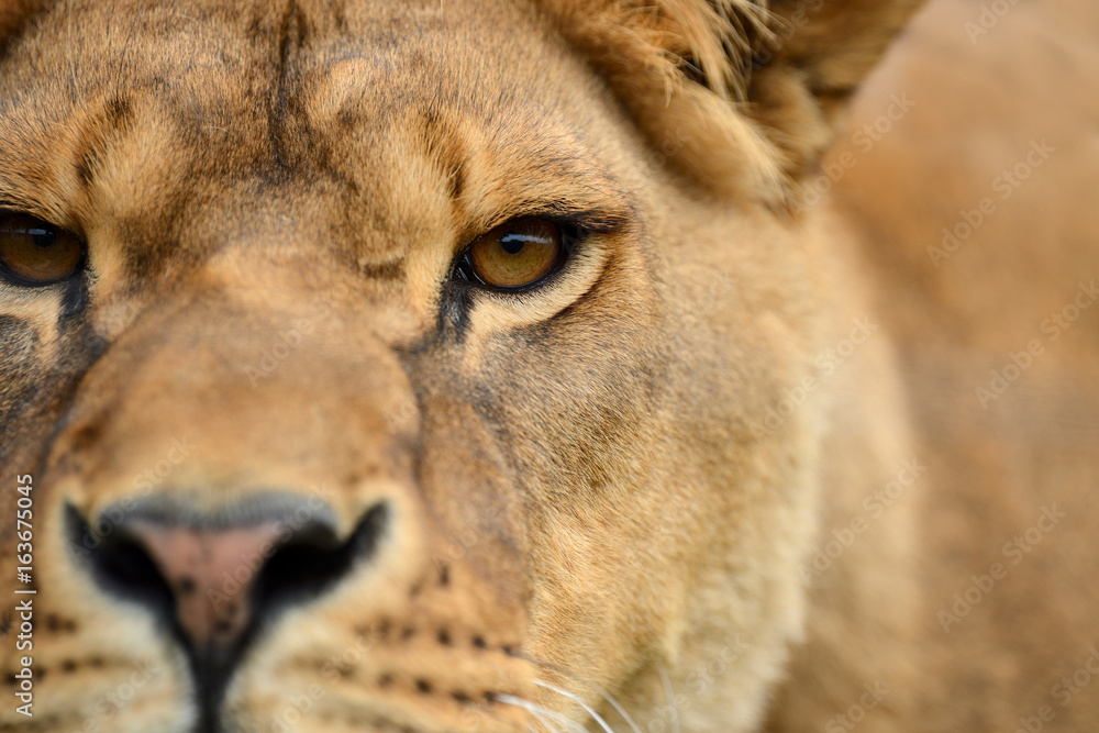 Obraz premium Close lion portrait