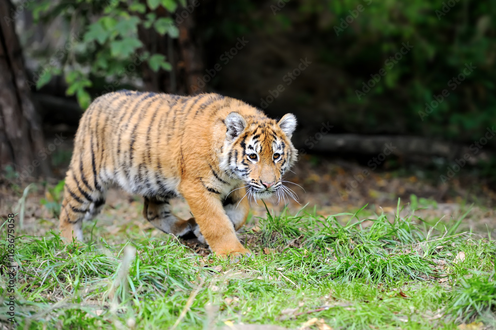 Obraz premium Tiger cub in grass