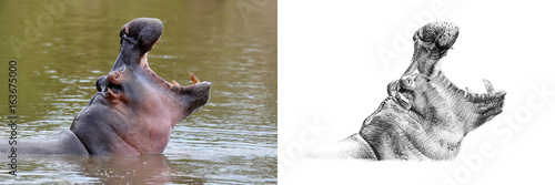Portrait of hippo before and after drawn by hand in pencil