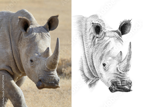 Portrait of rhino before and after drawn by hand in pencil