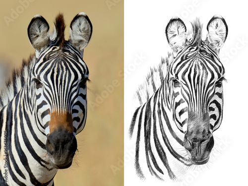 Portrait of zebra before and after drawn by hand in pencil