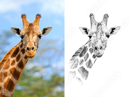 Portrait of giraffe before and after drawn by hand in pencil