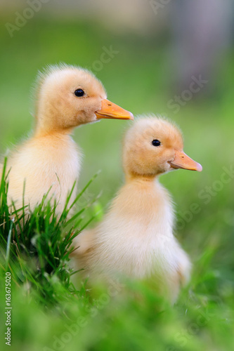 Two little duckling on green grass