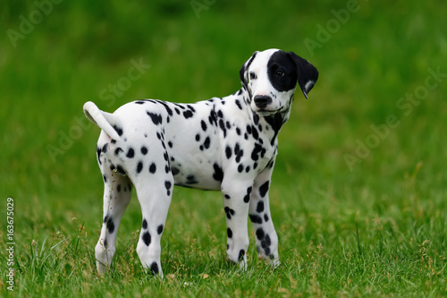 Dalmatian dog outdoors in summer