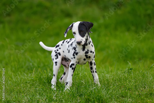 Wallpaper Mural Dalmatian dog outdoors in summer Torontodigital.ca