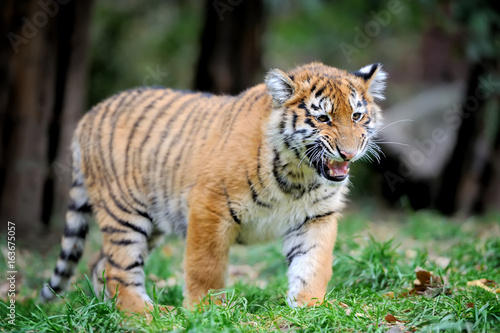 Tiger cub in grass